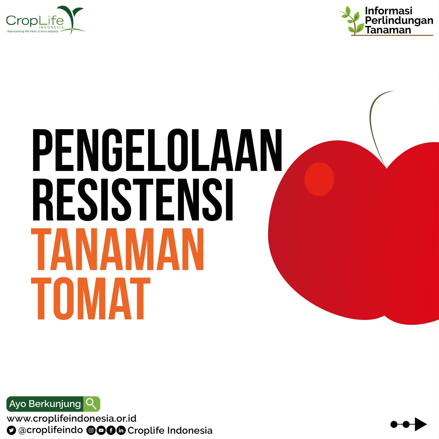 pengelolaan-resistensi-tanaman-tomat-croplife-indonesia